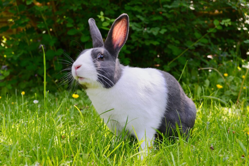 Why do bunnies in Singapore poop so much?