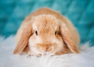how to take care of rabbits in Singapore