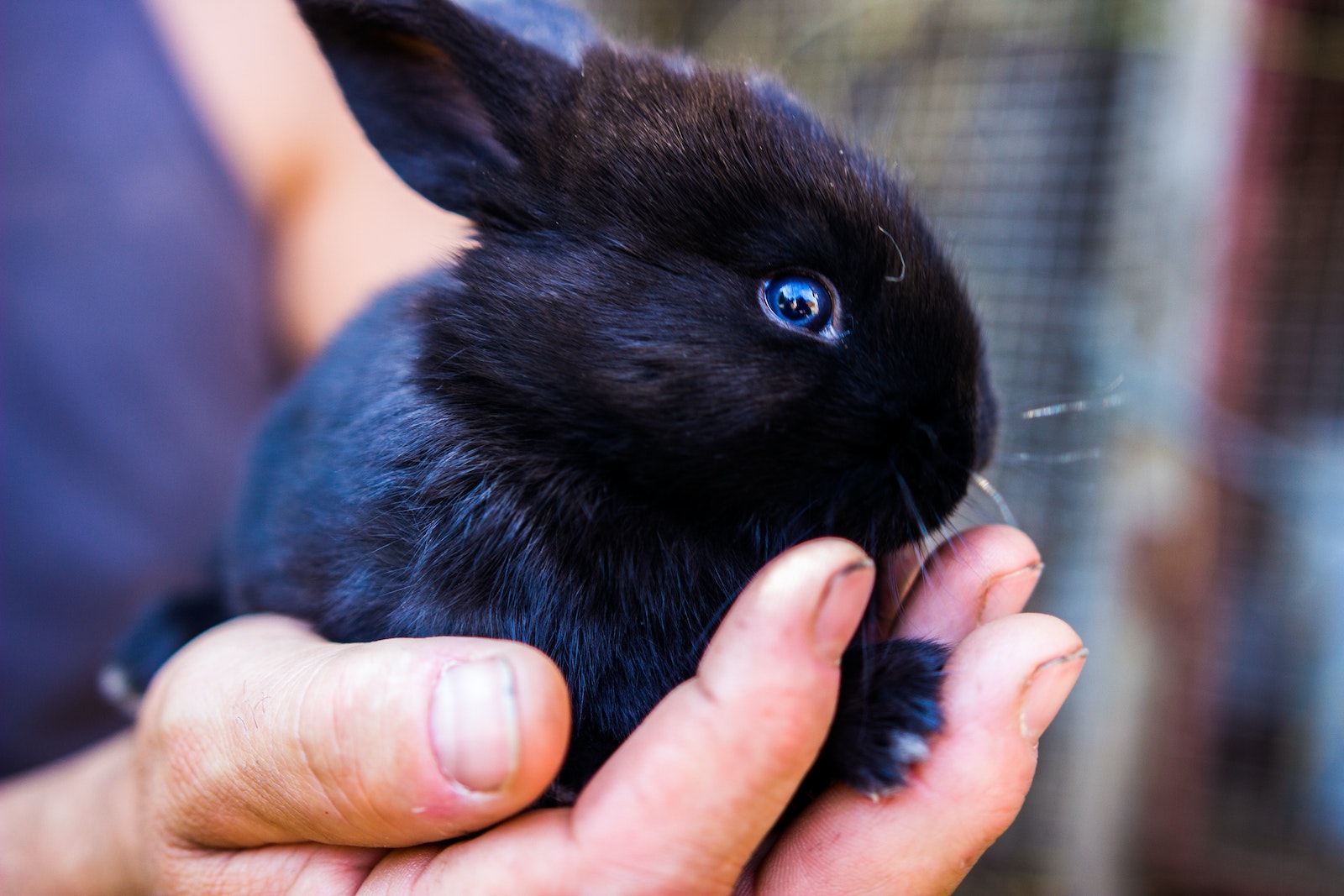 holding Black Rabbit