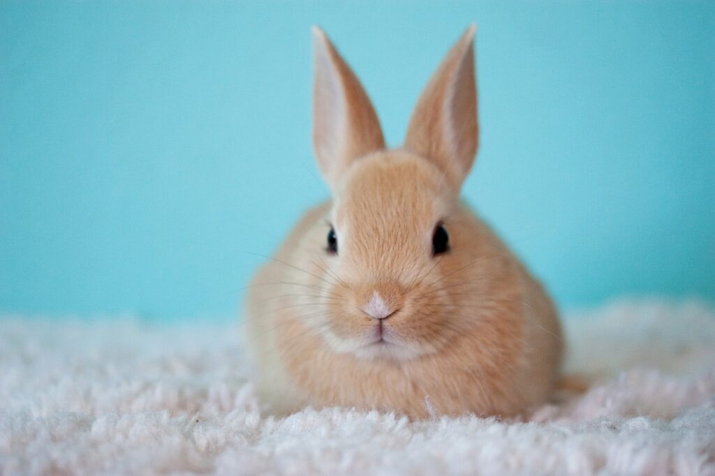 What is hay and why is it important to bunnies?