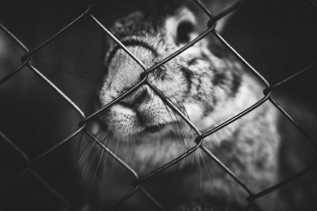 dirty rabbit cage