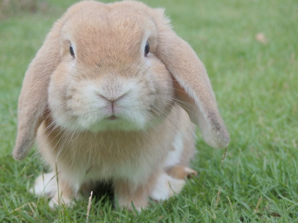 Is it OK to take my rabbit to the park in Singapore?