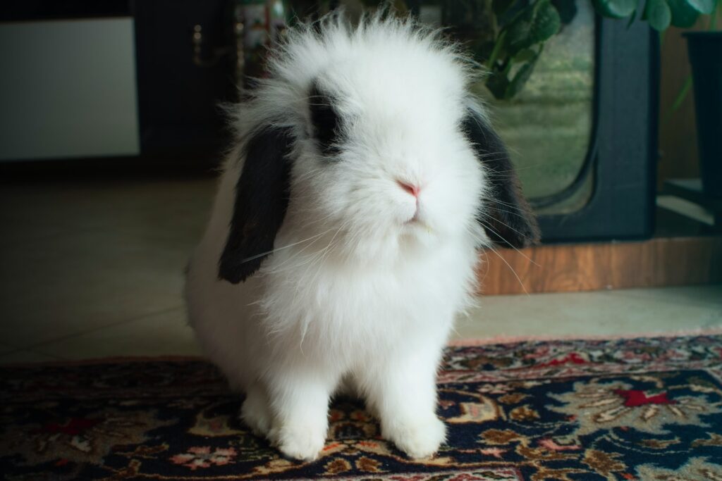 How Much Hay Should a Bunny Eat Per Day?