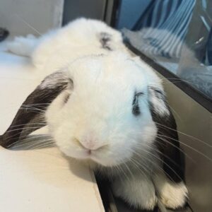 singapore rabbit llt experience