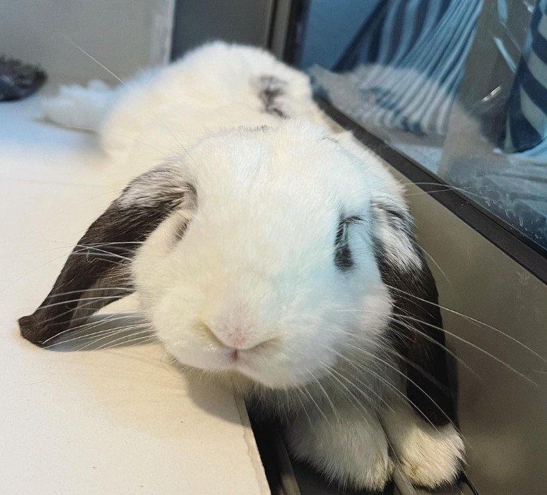 singapore rabbit llt experience