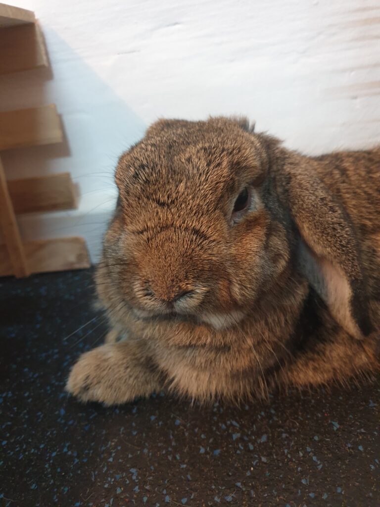 How i found Monster the Holland Lop