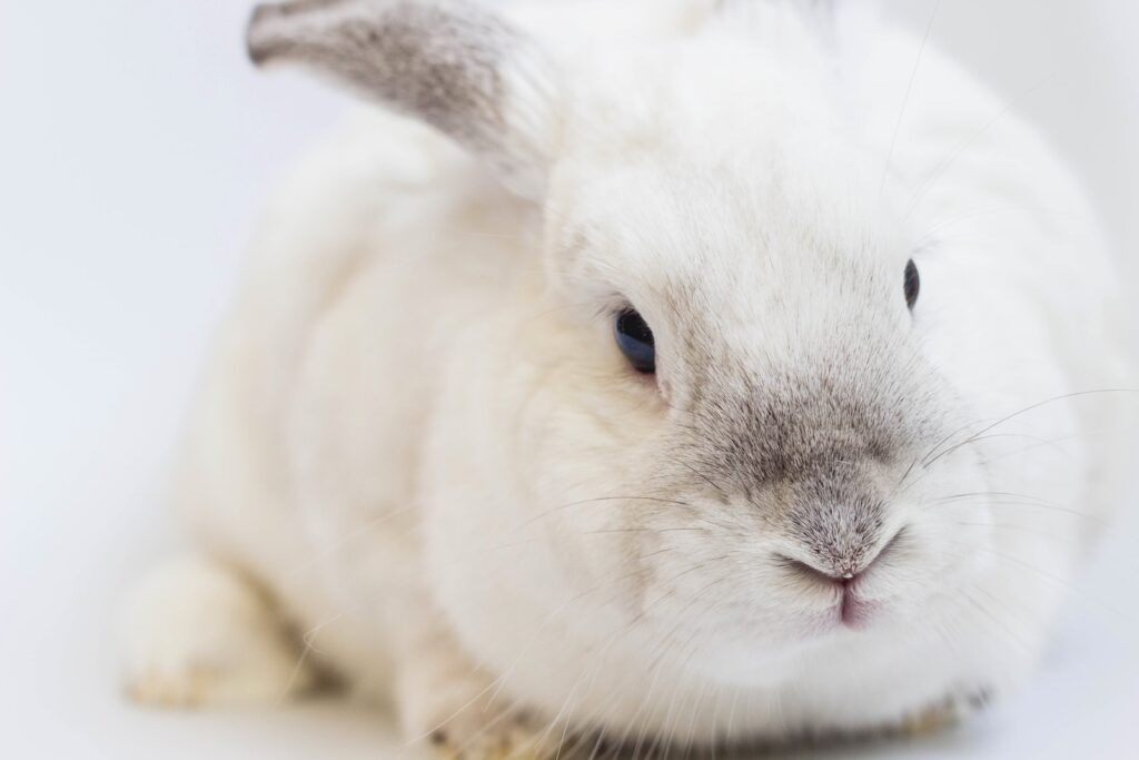 rabbit groomer singapore