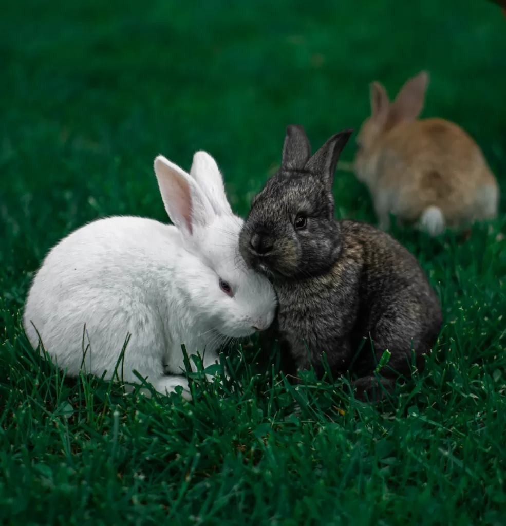 The real cost of having a rabbit