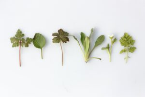 rabbit herbs