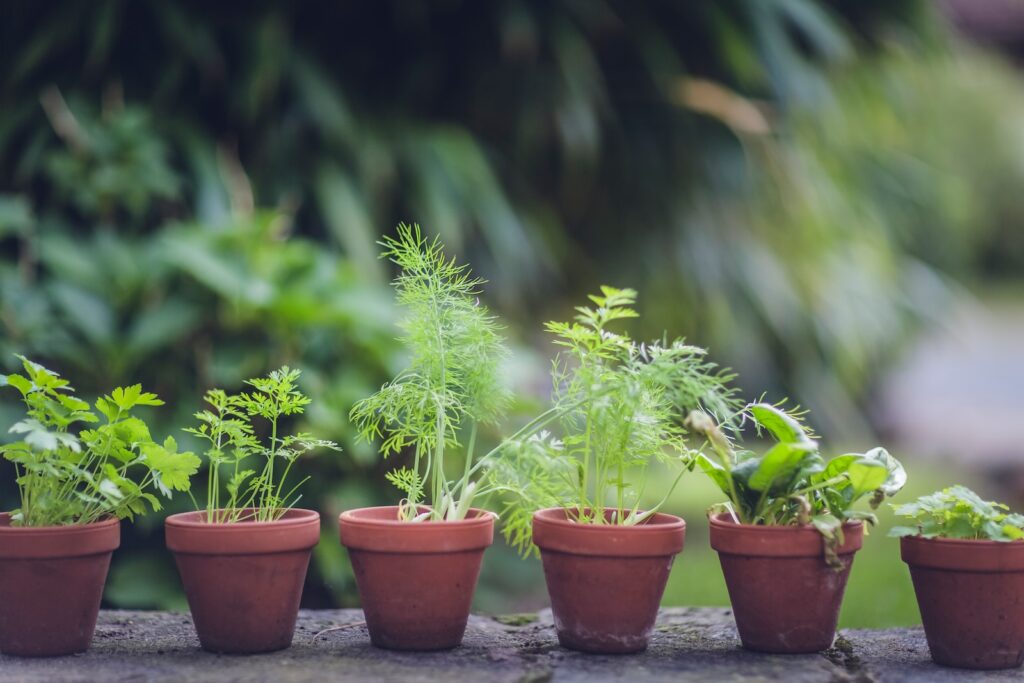 Why Should You Incorporate Herbs into Your Rabbit's Diet?