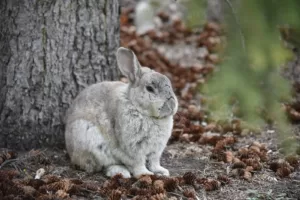 A Rabbit Surrounded by Conifer Cones