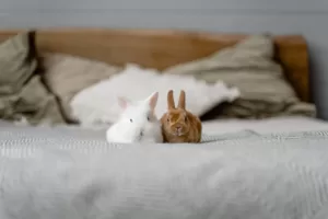 A Very Basic Guide for First-Time Bunny Owners