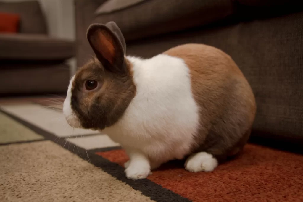white and brown rabbit Special Diet Is Essential