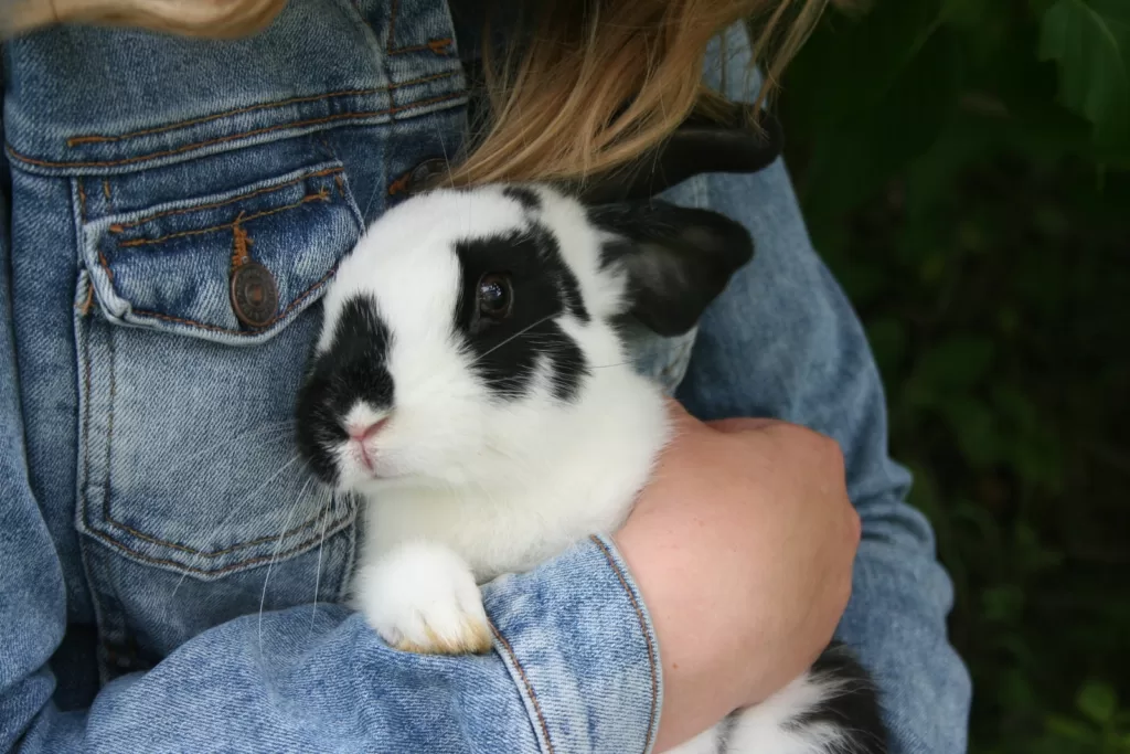 Seeing Animal Abuse: What To Do If You Witness Rabbit Abuse In Singapore