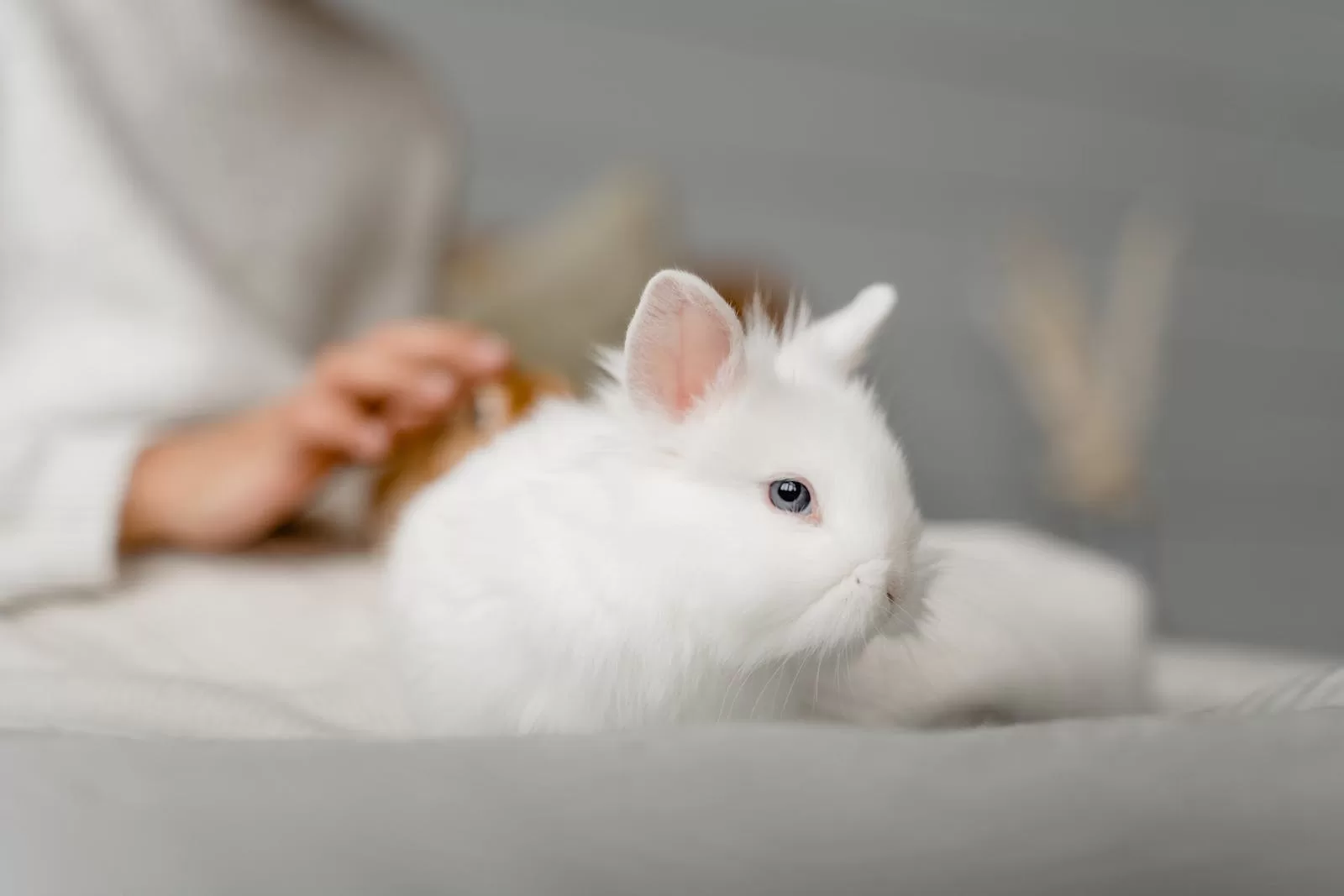 Grooming White Rabbit Rabbit Grooming Importance for Health and Wellbeing - The Stray Wabbit