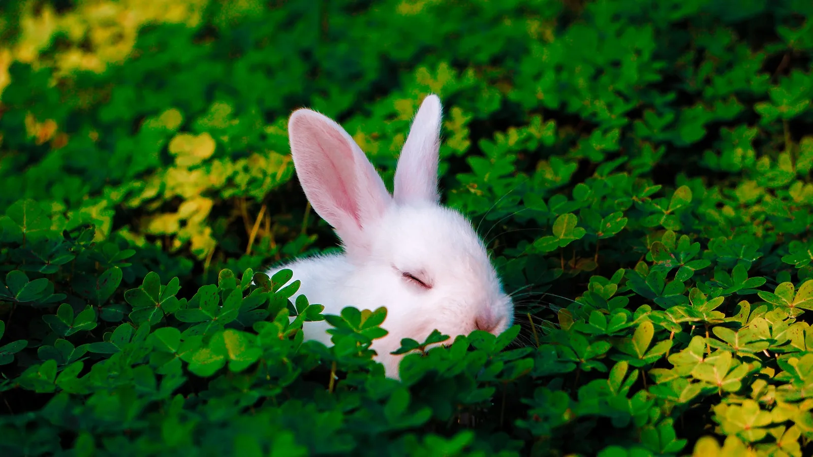 How much does it cost to adopt and own a rabbit - The Stray Wabbit