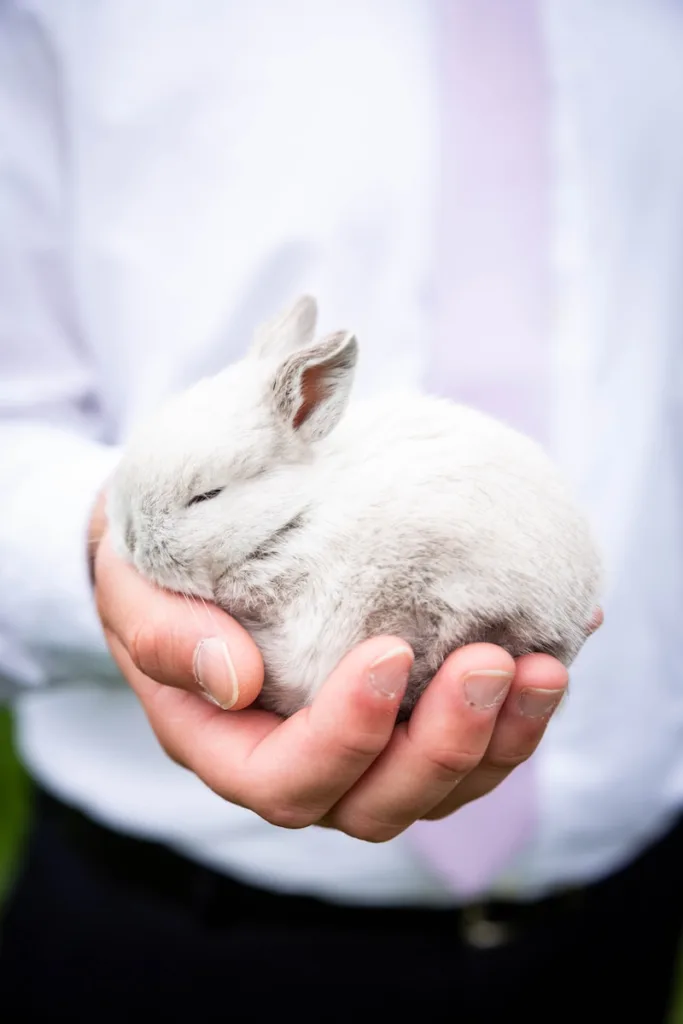 Relations Ship Rabbit Rabbit Bonding with Human and Other Animals