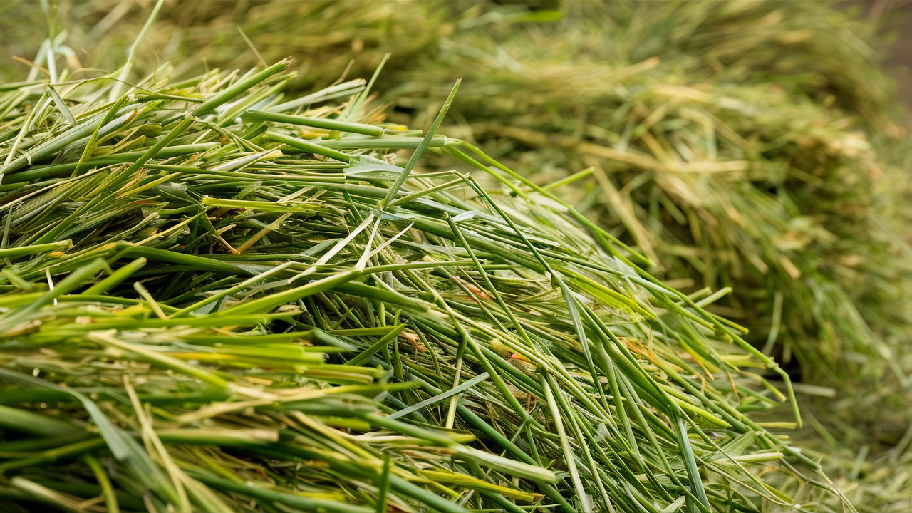 Orchard Grass for Sensitive Rabbits Close-up of fresh, green Orchard Grass hay for rabbits